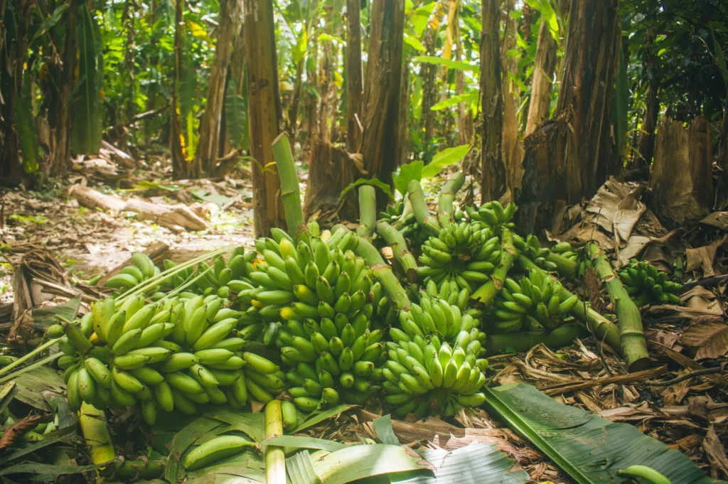 comida sudamerica